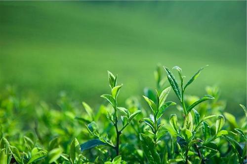 茶叶知识大全茶文化 中国各地的的茶文化(资料)