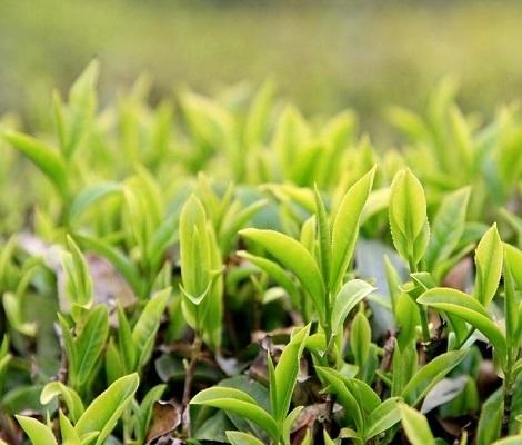 茶叶金加工基础知识,绿茶是如何加工的？