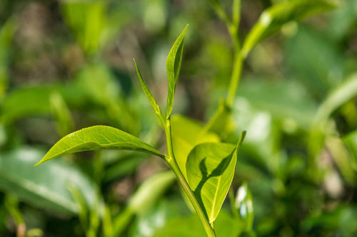 小种红茶多少钱一斤
