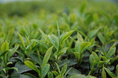 如何鉴别铁观音茶叶的品质