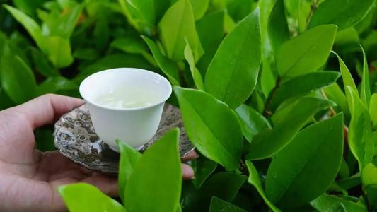 为什么在普洱生茶中很少见到散茶