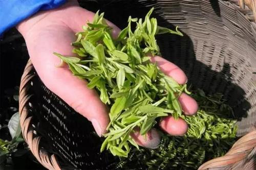 荷叶枸杞菊花茶的功效与作用