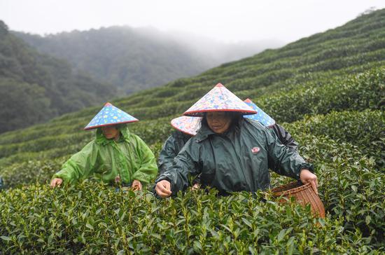 茗腾茶叶|西湖龙井茶是中国十大名茶之一，你知道吗？