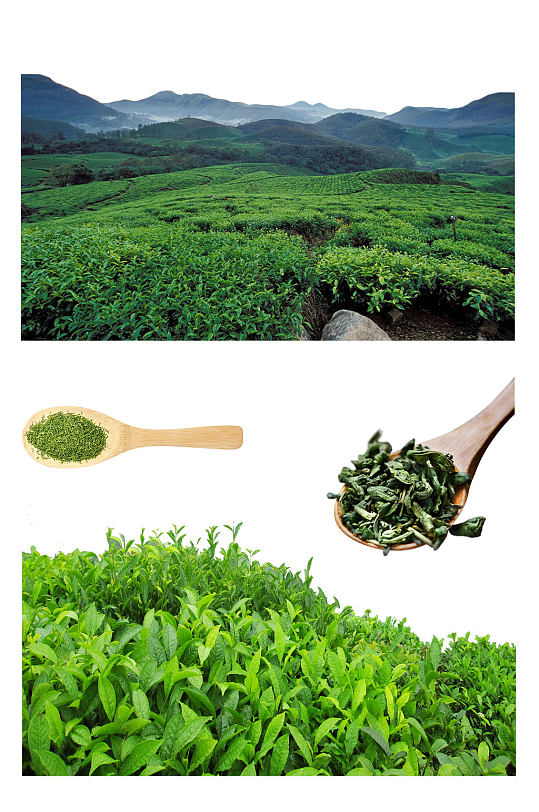 中国十大名优绿茶，哪里产的最好喝？（图）