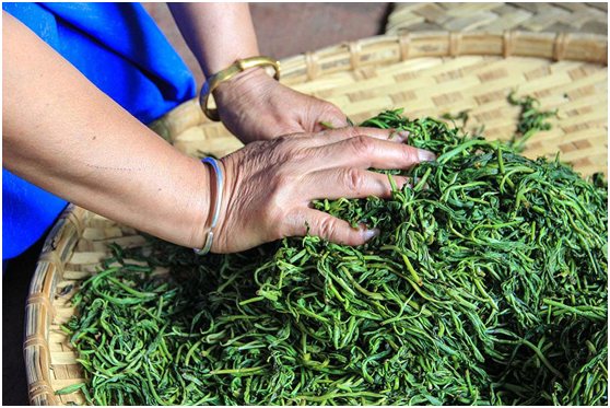 湘西保靖县古老珍稀的地方茶树品种资源保靖黄金茶发芽