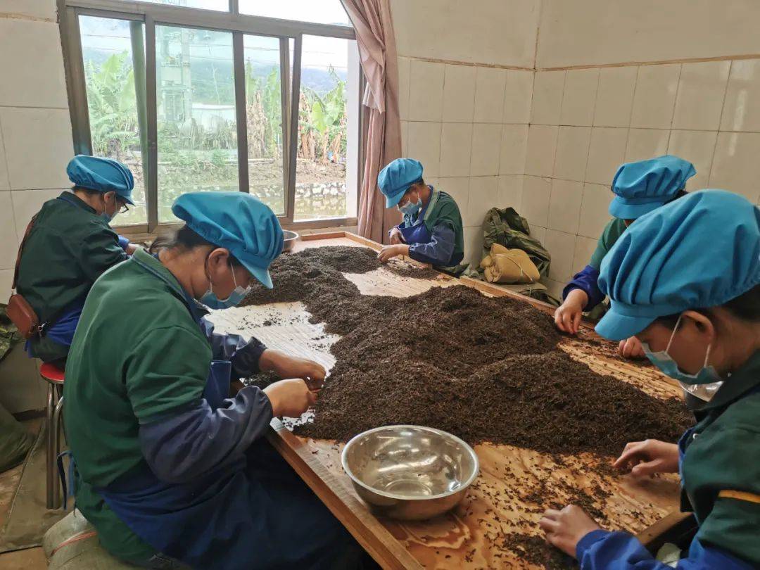 普洱生茶的加工工艺就是使普洱茶发酵的速度与激情