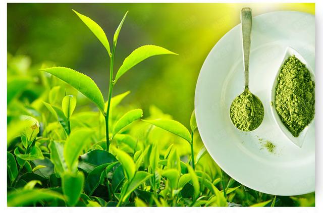 绿茶的功效和作用有哪些？绿茶的确有什么作用？