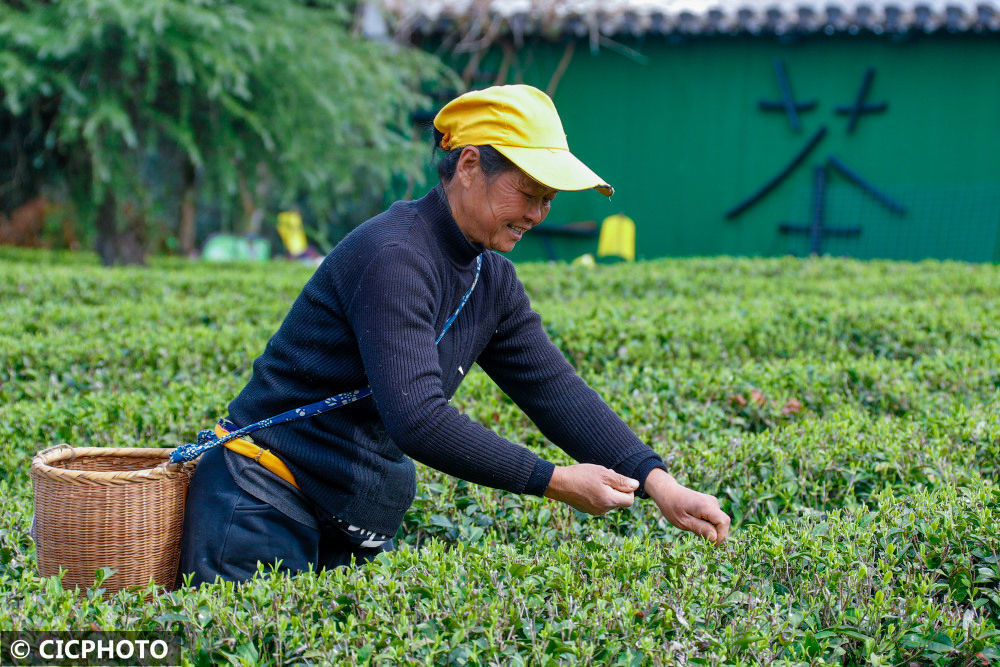 黄山毛峰茶叶属于中国十大名茶之一，你知道吗？