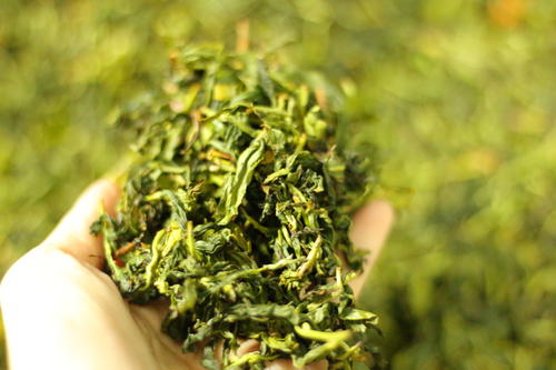文山包种茶是什么？台湾文山包种茶简介