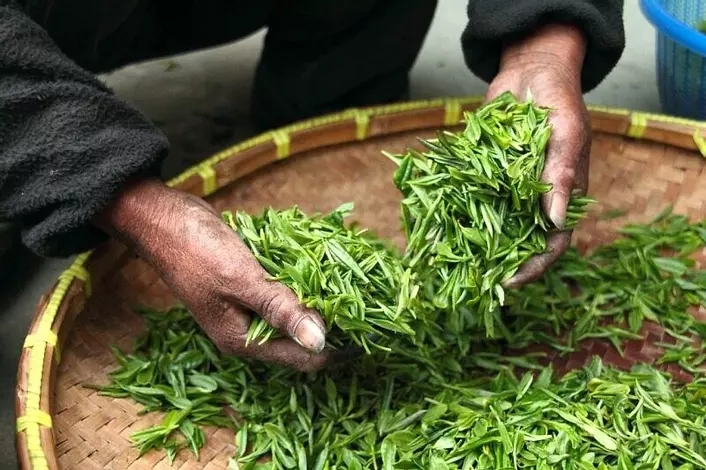 绿茶、红茶、乌龙茶到底差别在哪？茶风味不同的原因是？